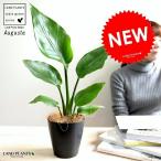 オーガスタ4号黒色プラスチック鉢ス...