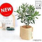 オリーブ麻袋鉢カバーセット植木鉢オ...