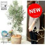 オリーブ10号バナナリーフバスケッ...