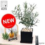 オリーブ中型キューブ陶器鉢Ｍサイズ...