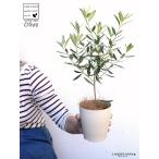 オリーブ4号白色プラスチック鉢オリ...
