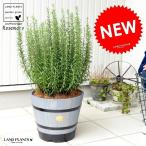  розмарин дерево barrel посадочная машина ( серый ).. растение в горшке рассада саженец rose Мали трава - -vu из дерева посадочная машина пепел серый здесь cocos nucifera волокно декоративное растение без доставки 