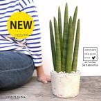 サンスベリア白色モスポットシリンダ...