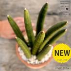 サンセベリア茶色モスポットシリンダ...