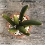 サンセベリア茶色モスポットシリンダ...