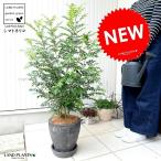 シマトネリコエッグ型ラウンド陶器鉢...