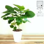ウンベラータ8号セラアート白色鉢植...