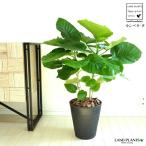 ウンベラータセラアート黒色8号鉢植...