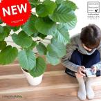 ウンベラータ白色セラアート鉢8号鉢...