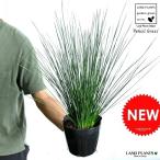 NEW!! авторучка порог двери стакан 5 номер размер Juncus 'Pencil Grass'.*igsa.*igsa.* рассада * саженец * горшок * растение в горшке биотоп * День почитания пожилых людей * отметка ..* декоративное растение *