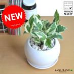 ポトス白色丸型陶器鉢鉢植え鉢陶器苗...