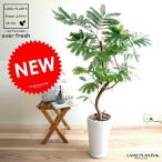 エバーフレッシュ白色スリム型陶器鉢...