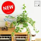 フィカス・シャングリラ白色丸型陶器...