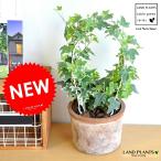  ivy ( арка покрой ) чай цвет mo спот цилиндр type терракота терракота горшок * горшок * растение в горшке хедера арка *Moss Pot* рассада * саженец декоративное растение * растения свадьба .