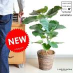 NEW!!ウンベラータ×茶色鉢カバ...