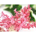 【1点物】激レア!★華やかピンク★生命力・守護★天然石/台湾産/ピンク珊瑚原木(Coral)/約H87×W112×D27mm/1個【ネコポス不可】【天然石/パワーストーン】