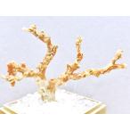 激レア!★完全天然★高品質、日本産★天然石/高知県沖/天然ピンク珊瑚(Coral)/原木/1個【天然石/パワーストーン】【アメリカツーソン・香港展示会・世界各地出