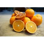 なんじゃこりゃ！ブラッドオレンジ※転換期間中【１０ｋｇ】