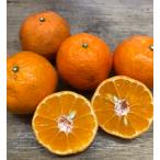 なんじゃこりゃ！クレメンティン１０ｋｇ（転換期間中）