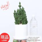 多肉植物 電磁波吸収 セレウスサボテン （セレウスベルヴィアヌス ）4号鉢 高さ約32cm 陶器鉢 白 管理説明書 受皿付き 【現品発送】