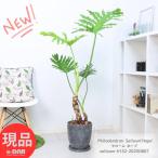観葉植物 格好良い幹上がり セローム ホープ 高さ約132cm エッグセメントポット 8号サイズ フィロデンドロン 【現品発送】