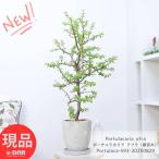 観葉植物多肉植物木立性ポーチュラカ...