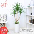 観葉植物 ドラセナ カンボジアーナ 