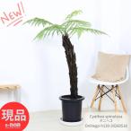 希少種 シダ植物 オニヘゴ 9号鉢 高さ約130cm 希少種 Cyathea…