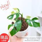 観葉植物 斑入り ヒメモンステラ 高さ約23cm前後 陶器鉢 白 受皿付き 4号サイズ 姫モンステラ 【現品発送】