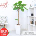 観葉植物 ゴムの木 フィカス アフリカンプリンス 高さ133cm 陶器鉢 白 9号サイズ スタンダード樹形【現品発送】