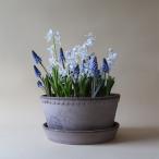 Bergs Potter 植木鉢 Helena グレー φ21cm 
