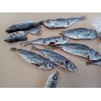  несколько . порванный есть! жир . немного нет ~ большой размер ~.. ставрида японская высушенный (1kg)