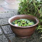 16 номер kezli колокольчик type горшок с водой Shigaraki . круглый аквариум,me Dakar горшок . рекомендация обжиг в печи . горшок с водой [su-0110]