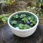 15 номер белый rental mi горшок с водой Shigaraki . круглый аквариум,me Dakar горшок . рекомендация керамика водяная лилия горшок рука горшок с водой оризия горшок [su-0256]