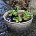  белый обжиг в печи менять горшок с водой Shigaraki . круглый аквариум,me Dakar горшок . рекомендация водяная лилия горшок [su-0280]