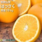 八朔 はっさく 10kg 和歌山みかん ハッサク 美品 贈答用 旬 みかん 送料無料 箱買い伊藤農園 ジュース お歳暮 ギフト北海道 沖縄 送料 770円