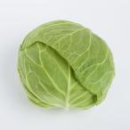 早生キャベツ　1個　福岡産