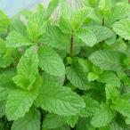 ミント　　福岡産