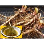 蕗（ふき、フキ）の苗（根株10本）栽培期間中農薬化学肥料不使用・栽培説明書付き