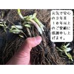 行者にんにく苗(3年生の養生茎)(20本)栽培説明書付き (行者ニンニク苗/ギョウジャニンニク苗)
