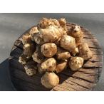 【無農薬栽培】菊芋（キクイモ）の種芋（小粒３０個）※栽培説明書付き