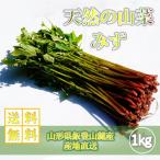  нынешний последний предварительный заказ принимается [ натуральный дикоросы ][ натуральный ../1kg] природа. .. ограничение предварительный заказ распродажа Yamagata префектура .. гора .[ бесплатная доставка ][ прохладный рейс ] season последний. редкий замечательная вещь 