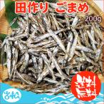 超得1,259円！最大30％OFF！田作り ごまめ 200g サイズ 無選別 常温便 クロネコゆうパケット 送料無料