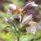 アカンサス<br/>「モーニングキャンドル」<br/>4寸ポット苗