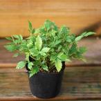 那智泡盛ショウマ