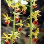  обезьяна men креветка ne