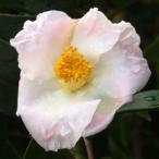 �c�o�L �u���X�P�v 3�`3.5���c