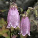 �z�^���u�N���u�ԕP�v