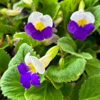 �p���_�C���M���\�E2.5���|�b�g�c