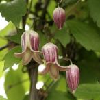 ショッピングクレマチス ハンショウヅル 3号ポット